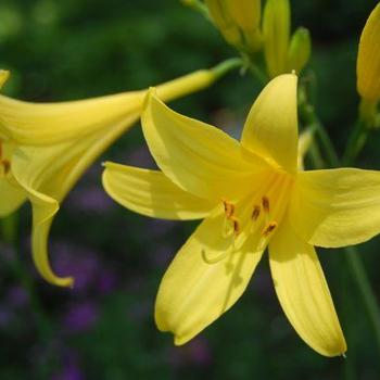 Hemerocallis lilioasphodelus