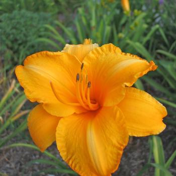 Hemerocallis 'Double Gold' 