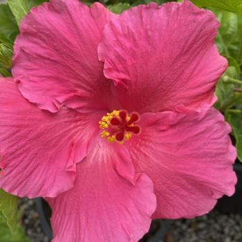 Hibiscus rosa-sinensis 'Byron Bay Rose' 