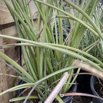 Hesperaloe parviflora 'Perpa' 