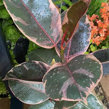 Ficus elastica 'Variegata' 