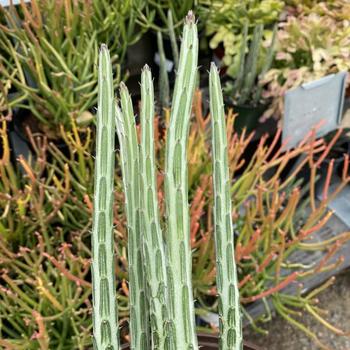 Senecio stapeliiformis