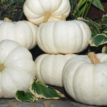 Cucurbita maxima 'Moon Whisper' 