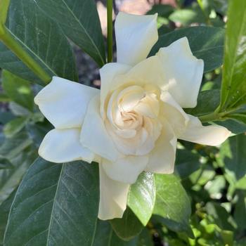 Gardenia jasminoides 'Golden Magic' 