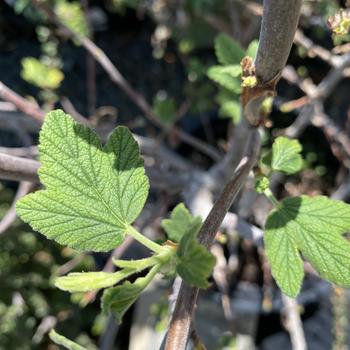 Ribes malvaceum 'Dancing Tassels' 