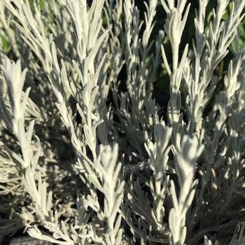 Eremophila glabra