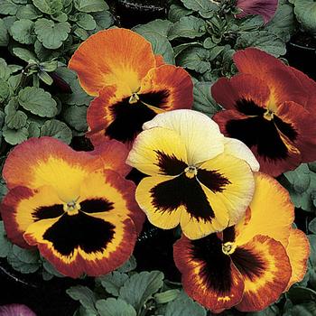 Viola x wittrockiana 'Fire' 