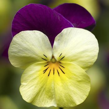 Viola cornuta 'Yellow Jump-up' 