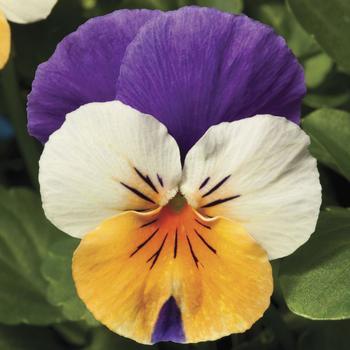 Viola cornuta Penny™ 'Peach Jump-up'