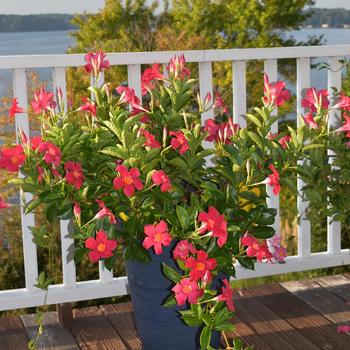 Dipladenia arbustiva 'Coral' 