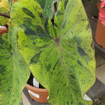 Colocasia esculenta 'Fontanesii' 