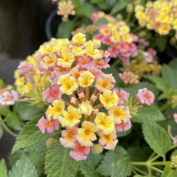 Lantana camara 'Pink Caprice' 