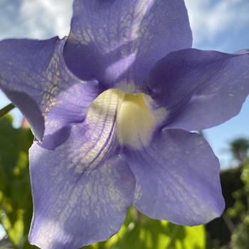 Thunbergia grandiflora