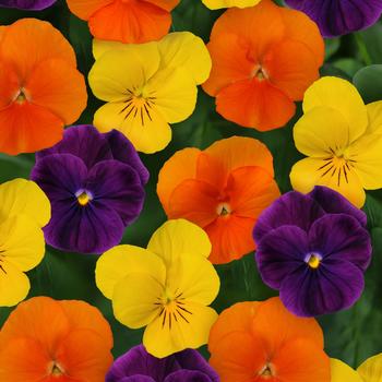 Viola cornuta 'Harvest Mix' 