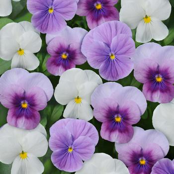 Viola cornuta 'Orchidberry Frost Mix' 