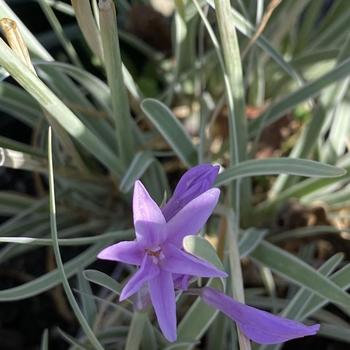 Tulbaghia violacea 'Tri-Color' 