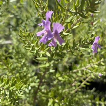 Westringia fruticosa 'Naringa' 