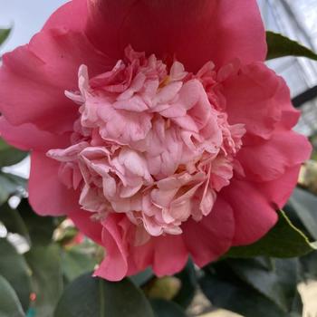 Camellia japonica 'Elegans' 