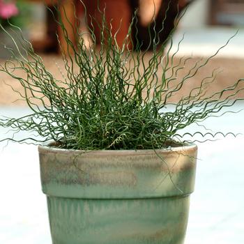 Juncus effusus spiralis 'Twister'