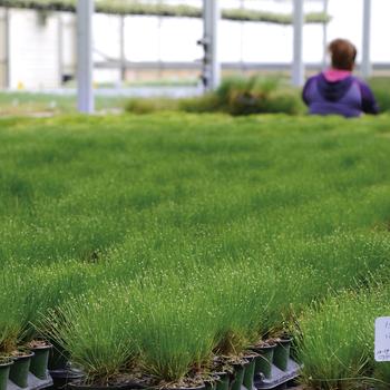 Isolepsis cernua ColorGrass® 'Live Wire' (191107)
