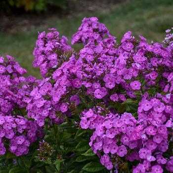 Phlox paniculata 'Cover Girl' PPAF