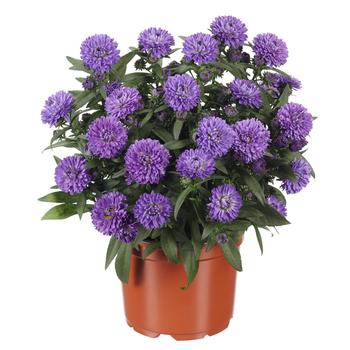 Aster novi-belgii