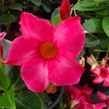 Mandevilla splendens