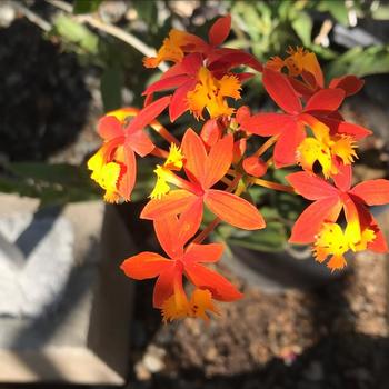 Epidendrum ibaguense