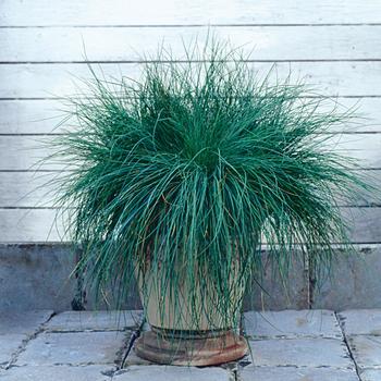 Festuca glauca 'Festina' 