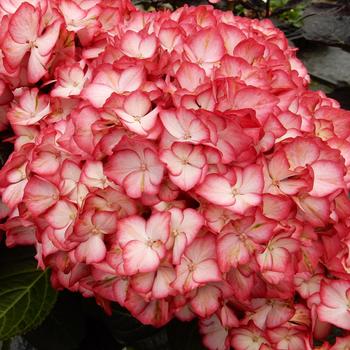 Hydrangea macrophylla 'Hokomabebos' 