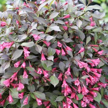 Weigela florida 'Midnight Wine Shine®'