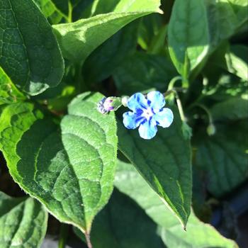 Omphalodes verna