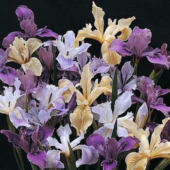 Iris Pacific Coast Hybrid 'Series' 