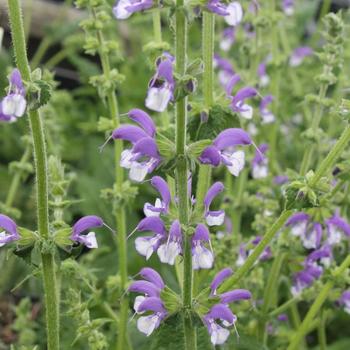 Salvia 'Madeline' PP20,456