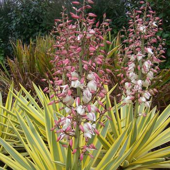 Yucca gloriosa 'Bright Star'