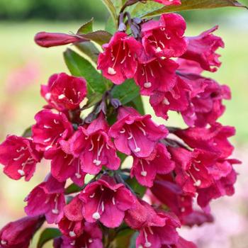 Weigela Towers of Flowers® 'Cherry'