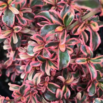 Coprosma 'Fireburst' 