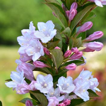 Weigela Towers of Flowers® 'Apple Blossom'