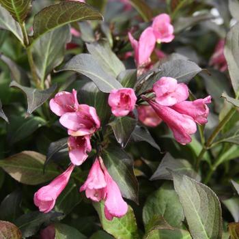 Weigela florida 'Dark Horse'