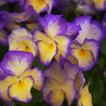 Viola 'Sweetheart' PP28353