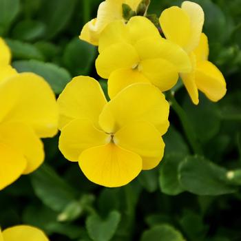 Viola MagnifiScent® 'Sunny Jim'