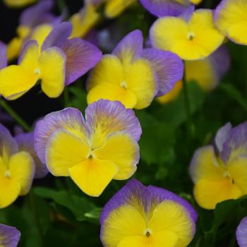 Viola MagnifiScent™ 'Bonny'