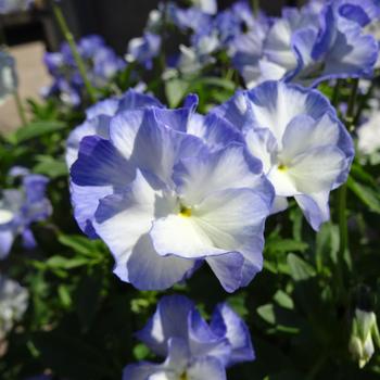 Viola MagnifiScent® 'Blue Sails'