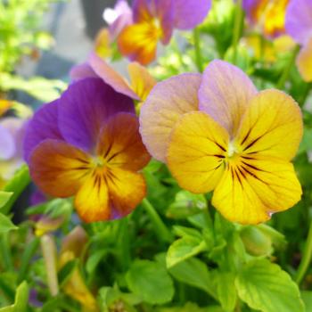 Viola cornuta 'Twilight' 