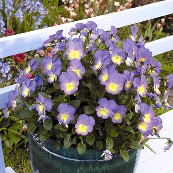 Viola cornuta Celestial™ 'Starry Night'