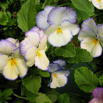 Viola cornuta 'Blue Moon' 