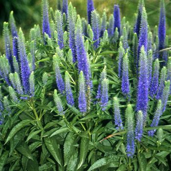 Veronica spicata 'Royal Candles'