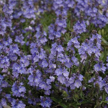 Veronica 'Blue Yonder' PP27284