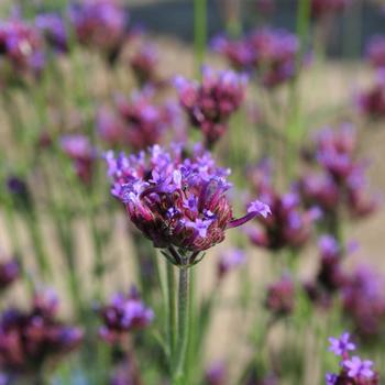 Verbena bonariensis 'Little One'