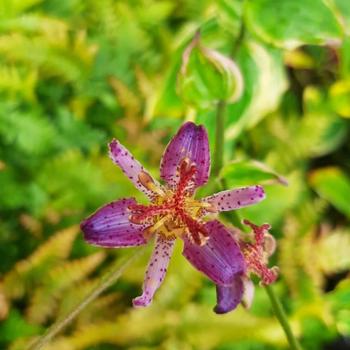 Tricyrtis formosana 'Ninja Star'